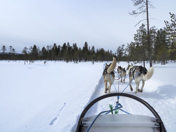 Dogs walking on snow covered landscape