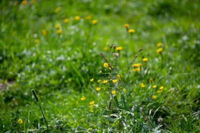 Close-up of yellow flowering plant on field