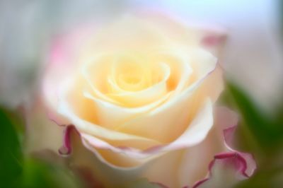 Close-up of rose blooming