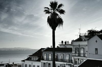 Palm trees by sea against cloudy sky
