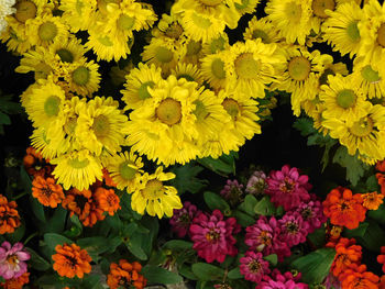 Close-up of yellow flowers blooming outdoors