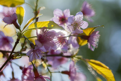 Close-up of purple flowering plant