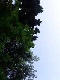 Low angle view of silhouette tree against clear sky