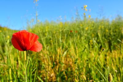 Close-up of red poppy flower on field