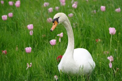 Bird flying over grassy field