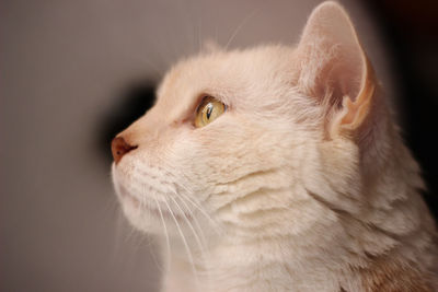 Close-up of a cat looking away