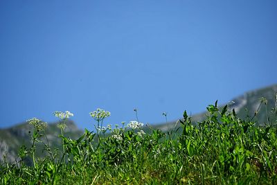 Plants growing on field against clear blue sky