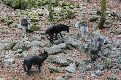 High angle view of wolves on field