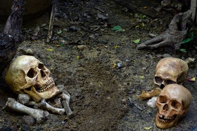 High angle view of human skull on ground