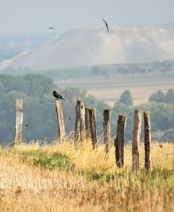 Wooden posts on field against sky