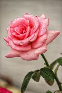 Close-up of raindrops on pink rose