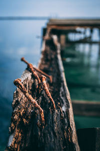 Close-up of damaged wooden post in lake