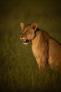 Big cat on grass