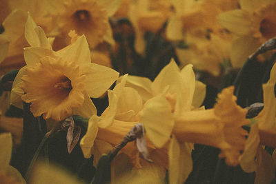 Close-up of yellow flowers