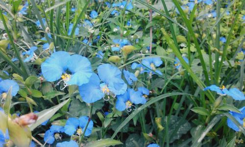 Close-up of flowers growing on plant