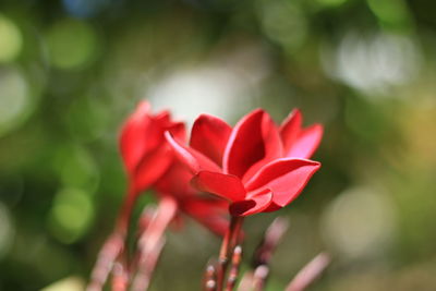 Close-up of red flowering plant