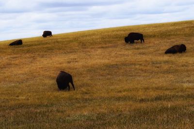 Sheep grazing in a field