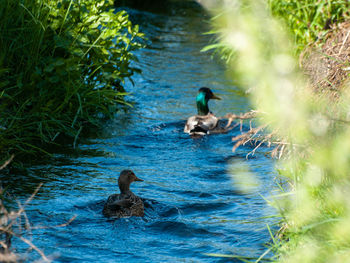 Ducks swimming in lake