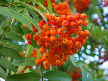 Close-up of fresh orange fruits on tree