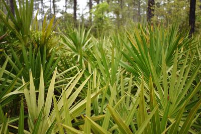 Close-up of fresh green plants on field