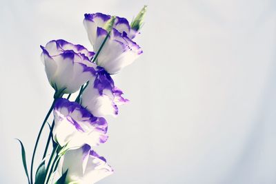 Close-up of purple flowers