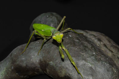 Close-up of insect on leaf