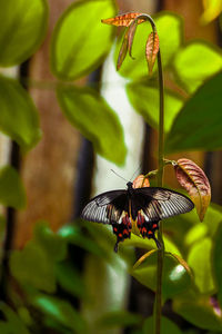 Close-up of butterfly on plant