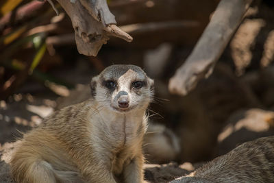 Close-up of meerkat