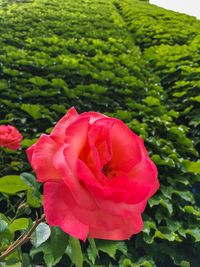 Close-up of pink rose blooming outdoors