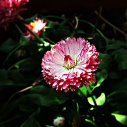 Close-up of pink flowers