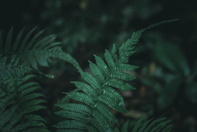 Close-up of fern leaves on tree in forest