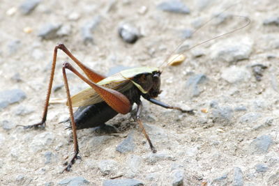 Close-up of insect