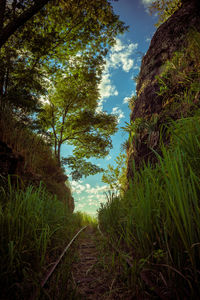 Trees growing in forest against sky