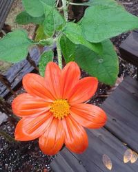 Close-up of red flower