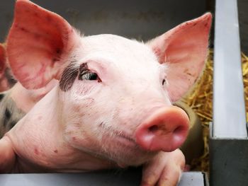 Close-up of pig at farm