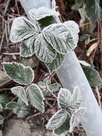 Close-up of frozen plant during winter