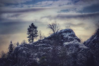 Trees and plants on snow covered land against sky