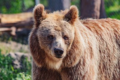 Close-up portrait of a bear