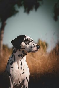 Dalmatian dog looking away on field against sky