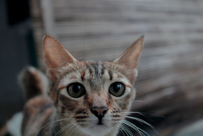 Close-up portrait of a cat