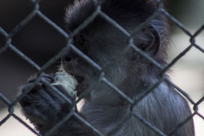 Close-up of monkey in cage at zoo