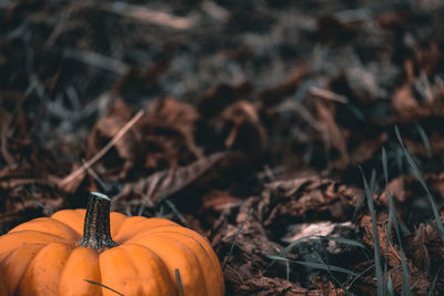 Close-up of pumpkin on field