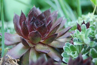 Close-up of succulent plant