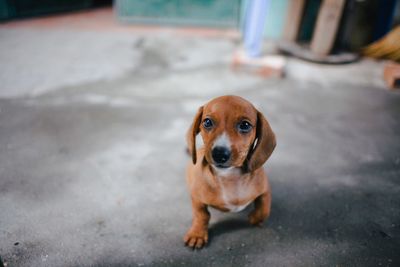 Portrait of dog sitting outdoors