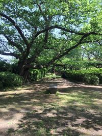 Footpath amidst trees