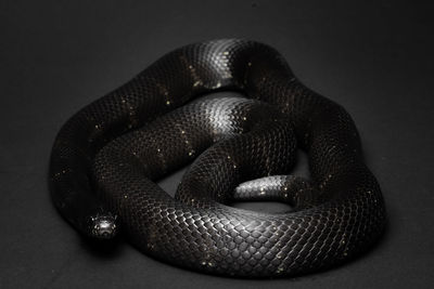 Mexican black kingsnake curled up on a black background