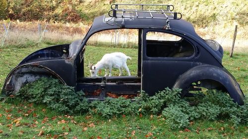 Close-up of dog by abandoned car on field