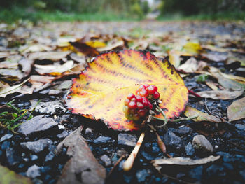 Close-up of dry leaves on ground