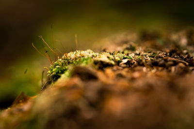 Close-up of insect on plant