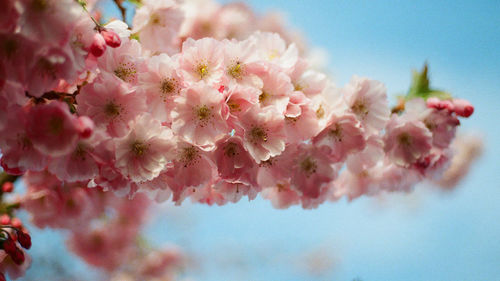 Close-up of pink cherry blossom